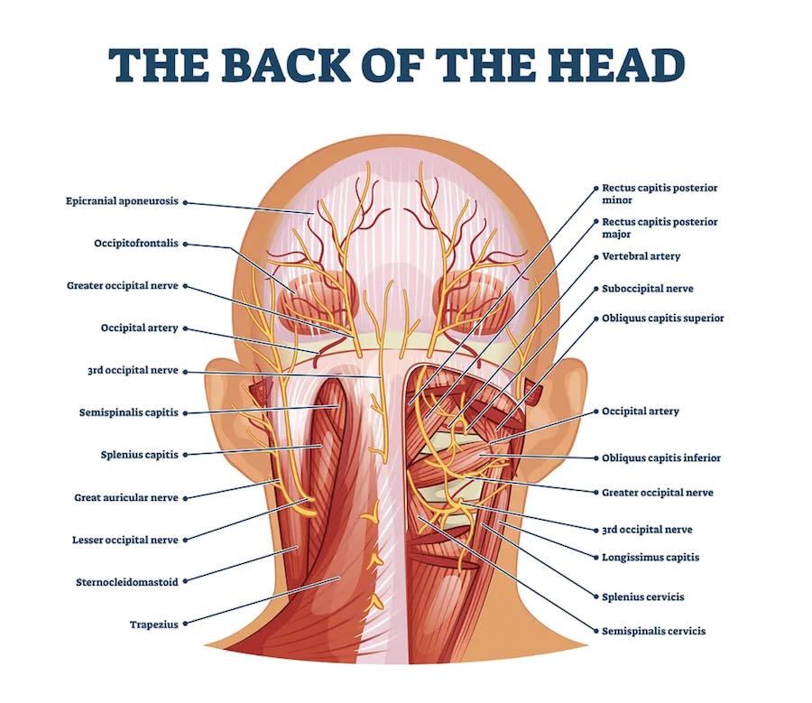 3D anatomical illustration of cervical nerves connecting the neck and head, showing sources of cervicogenic headache.